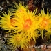 coral_cup_tr_si_h_0150_kom0512.jpg